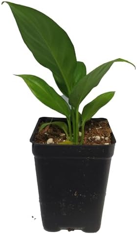 Sunshine Loveworthy Peace Lily Plant - 2...