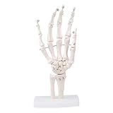 MrHugoo Human Hand Bone Model Human Skeleton Hand Model on Base, Hand Bone,Life Size, Articulated for Medical Study Education Demonstration (Right Hand)