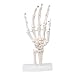 Human Natural 1:1 Size Hand Joint Bone Simulation Model Right Hand Medical Anatomy PVC Plastic