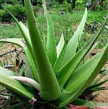 New Fresh 60pcs Aloe Vera Plant Seeds G...