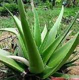 New Fresh 60pcs Aloe Vera Plant Seeds Generic