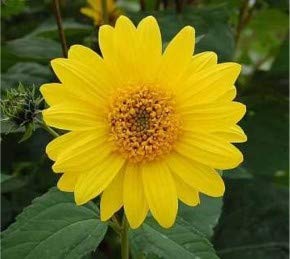 Preisvergleich Produktbild Topinambur - Helianthus tuberosus