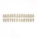 Dentalmall Dental Columbia 860 Type 32 Pcs Removeable Teeth Typodont Exam Restorative Model M8030 (T-8030-32Pcs Replace Teeth)