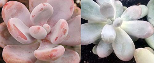 Portal Cool [Combo pachyphytum oviferum - Luna rosa y blanca - Foglia Talee - Malta