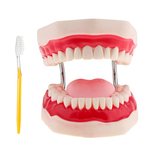 Modèle de dents de démonstration pour enseignement dentaire typodont d'étude anatomique - 3