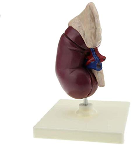 Modello anatomico della Rete - Modello renale Umano - Anatomia Rimovibile degli organanti Umani - per Studio del Modello Medico, Forniture di Laboratorio