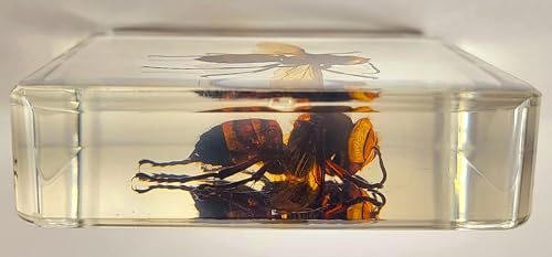 Image of 2.9 inch Real Asian Giant Hornet w /Open Wings in Square Crystal Clear Lucite Resin Specimen Preserved Taxidermy Collection for Biology Science Education Desk Ornament Display Supplies Paperweight