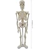 Human Skeleton Model for Anatomy, 17 Human Skeleton Model with Movable Arms and Legs, Scientific Model for Study