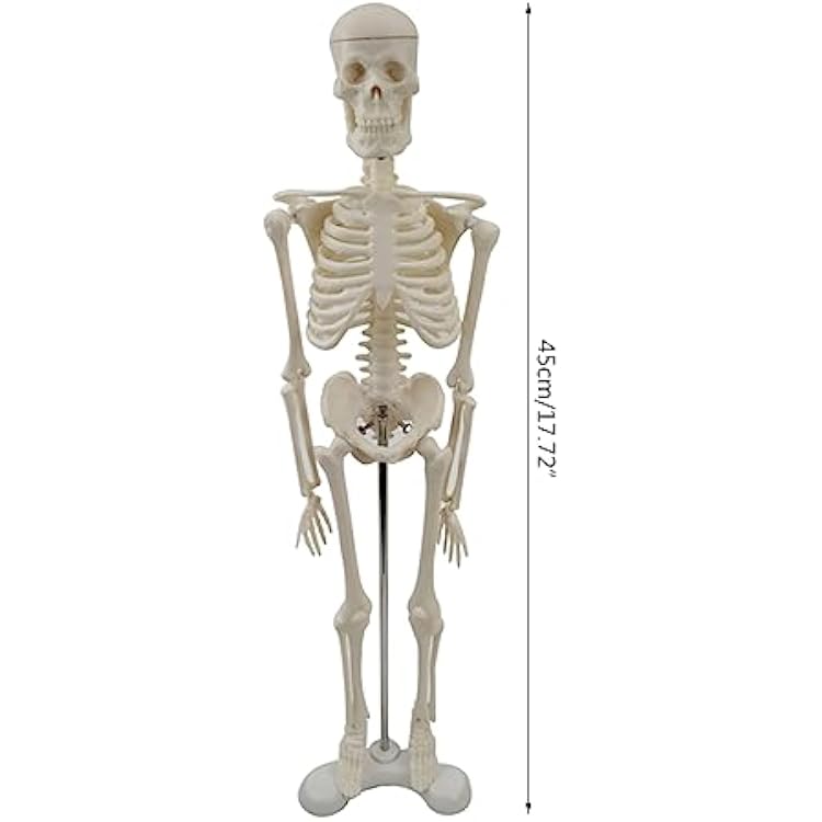 Human Skeleton Model for Anatomy, 17 Human Skeleton Model with Movable Arms and Legs, Scientific Model for Study