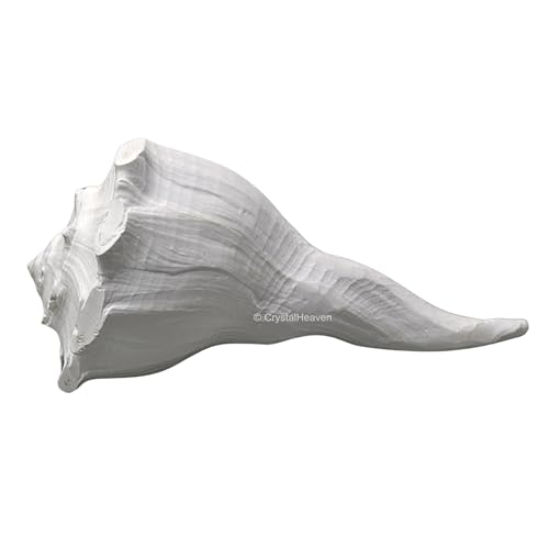 Image of Crystal Heaven Dakshinavarti Shankh Original - 6 to 7 inch inches Large Dakhinabarti Sankha for Puja Original Conch Shell - Natural Dakshinmukhi Shankh for Pooja, Meditation and Gifts