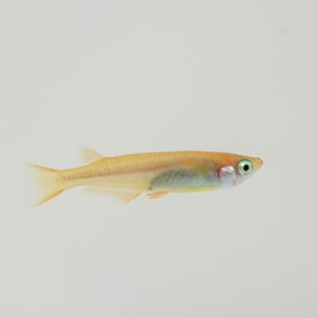 Amazon ヒメダカ 10匹 生体 オリジナル 観賞魚 水中生物 通販