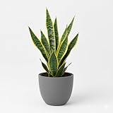 Sansevieria Futura Superba Bogenhanf, Luftreinigende Zimmerpflanze, Pflegeleicht, Grün-Gelb, 30-35 cm Höhe, 12 cm Topf