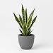 Sansevieria Futura Superba Bogenhanf, Luftreinigende Zimmerpflanze, Pflegeleicht, Gr&uuml;n-Gelb, 30-35 cm H&ouml;he, 12 cm Topf