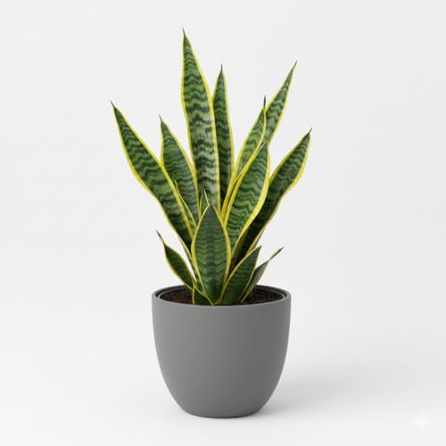 Sansevieria Futura Superba Bogenhanf, Luftreinigende Zimmerpflanze, Pflegeleicht, Grün-Gelb...