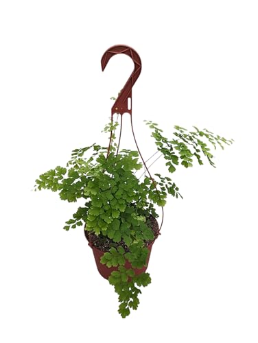 Live Maidenhair Fern Plant in 6 Inch Hanging Pot Indoor Houseplant with Delicate Green Foliage Natural Home Decor