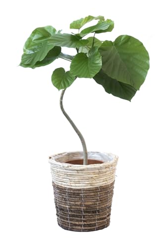 観葉植物 7号 ウンベラータ」の人気商品一覧 | 安い商品を通販サイト