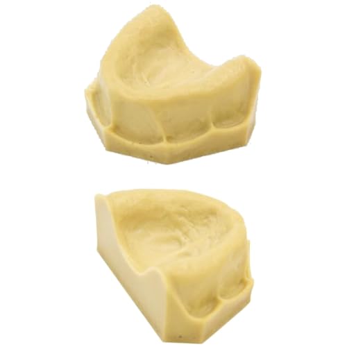 10 piezas de yeso de alta simulación, modelos dentales, moldes dentales orales realistas para formación educativa.