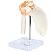 Axis Scientific Human Skeletal Shoulder Anatomy Model with Functional Ligaments, Realistic Design, Includes Base for Display and Study, Detailed Product Manual