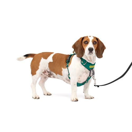 PetSafe Easy Walk Comfort No-Pull Dog Harness - Better Walk Training Harness - Full Body Padded Design - Durable Fabric - 5 Point Adjustable Fit - Everyday Leash Training - Green - Small/Medium