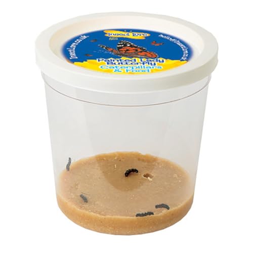 Insect Lore - Schmetterlingsgarten Raupennachfullset - 1 Becher