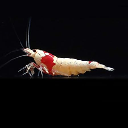 Amazon Beequest 厳選 レッドビーシュリンプ モスラ グレードｍｉｘ １０匹 補償２匹 飼料３品 フルボ酸漬けフウの実付属 生体 Beequest 観賞魚 水中生物 通販