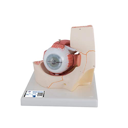 Image of 3B Scientific F13 Eye 3 times full-size 7-part - 3B Smart Anatomy