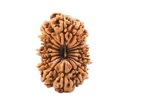 astro cart 19 मुखी रुद्राक्ष Natural Unnis Mukhi Rudraksha With Silver Pendant Original 19 Mukhi Rudraksha Brown Bead Nineteen|19 Face Rudraksha With Certificate For Women-picture-14