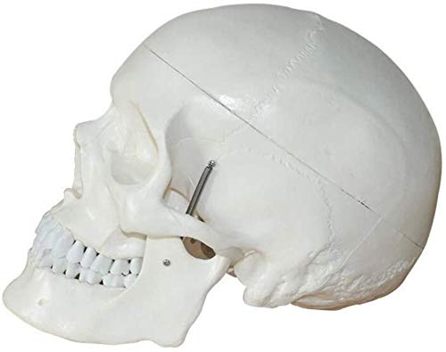 Model Anatomiczny, Medyczny Model Ludzkiej Czaszki, Anatomiczna Czaszka Wyjmowana I Przegubowa, Kompletny Zestaw Zębów, Naturalny Rozmiar