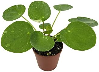 Pilea peperomioides 'White Splash' (2" Pot/Starter Plant) Variegated