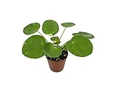Pilea peperomioides 'White Splash' (2" Pot/Starter Plant) Variegated