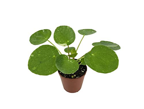 Pilea Peperomioides 'White Splash' (2" Pot/Starter Plant) Variegated #TOP11