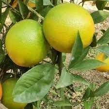 * Thai Malta Mosambi Fruit Bearing Plant (Hight 1.5-2 feet Fruit ofter 8-10 month) For Outdoor Home Garden Grafted & Hybrid all Seasons Growing Malta Tree Live (pack of 1)-image-43
