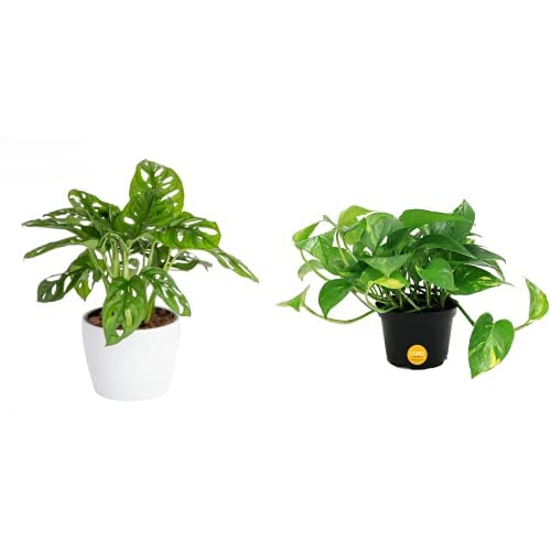 Buy Costa Farms Monstera , Little Swiss Cheese Live Indoor , Trending