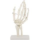 TKer Lebensgröße Anatomisches Modell des menschlichen Handgelenks, Handgelenk-Skelett-Modell, für die Ausstellung zur Ausbildung in Krankenhäusern