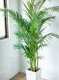 Arecaceae Areca Palm Seed For Kitchen Gardening - 10 (B0BFF9F24V) Amazon Price History, Amazon Price Tracker