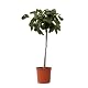 Plant in a Box Feigenbaum