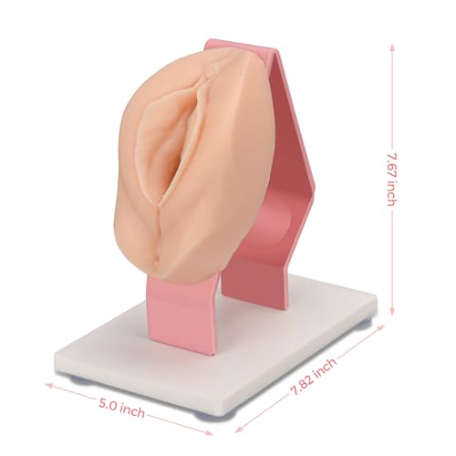 Mededuquest MEQ07008 Pelvic Health Model, Vaginal Training Model For Science Education, Gynecological Examination Anatomical Model thumb #3