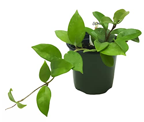 FlowerPotNursery Green Hoya Wax Plant Hoya carnosa Green 4' Pot