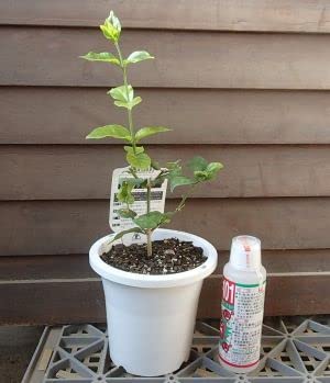 Amazon.co.jp: マツリカ 茉莉花 ピカケ ジャスミン 一重咲き （4寸鉢