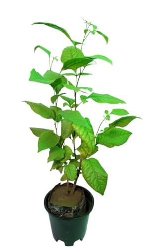 Image of Belpatra /Belwa Live Fruit Plant - Pack of 1 | Sacred Bael Tree for Outdoor Gardening | Ayurvedic & Medicinal Plant | Holy Worship Plant for Home & Garden
