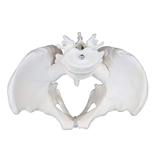 Image of VAP270 Life-Size Male Pelvic with 4th & 5th Lumbar Vertebrae | Intervertebral Discs, Sacrum and Coccyx