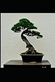  Bonsai-inspired 100-page Blank Notebook with Numbered Pages: Capture your Ideas and Thoughts with this Elegant and Functional Bonsai-themed Notebook.