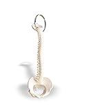 Couleurs fidèles Anatomie AN05 Porte-clé colonne vertébrale
