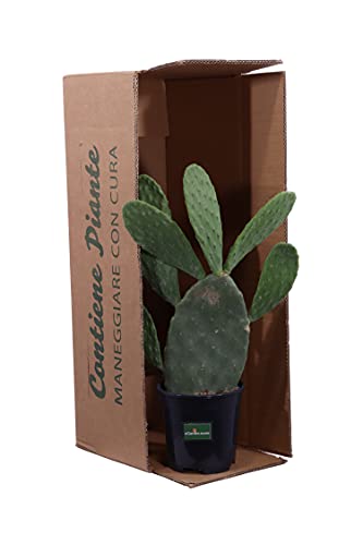 Pianta di Fico D'India Pianta di Opuntia Ficus Indica pianta da esterno pianta da giardino cactus di Fico d'India pianta grassa pianta ornamentale pianta vera venduta da eGarden.store - Image 6