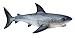Produktbild Bullyland 67410 - Spielfigur Weißer Hai, ca. 11,6 cm große Tierfigur, detailgetreu, PVC-frei, ideal als kleines Geschenk für Kinder ab 3 Jahren