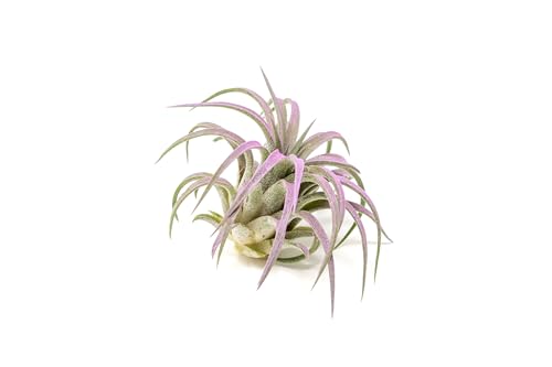 Lavender Colorful Tillandsia Air Plants - Long Lasting Color Enhanced Live Tillandsia Succulent House Plants - Home and Garden Decor - Easy Care Indoor and Outdoor Plant - Thumbnail 3
