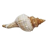 MOTHNUR Concha Marina Natural Caracola Grande 15-17 CM para Decoración de Peceras Acuarios y Manualidades Concha Lisa sin Bordes Afilados para Decoración Hogar y Eventos Playa