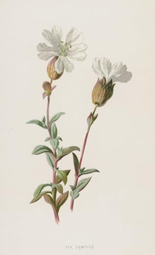 Cuadro de lienzo Sea Campion Frederick Hulme para salón elegante