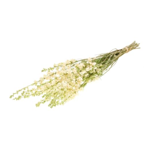 Delphinium blanc bouquet de 25 tiges pour illuminer votre salon