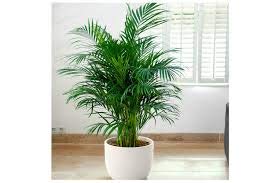 GLBALPLANTS ARECA PLAM LIVE PLANTS / Air Purifier Indoor Plants for Home (B0B653LGSS) Amazon Price History, Amazon Price Tracker